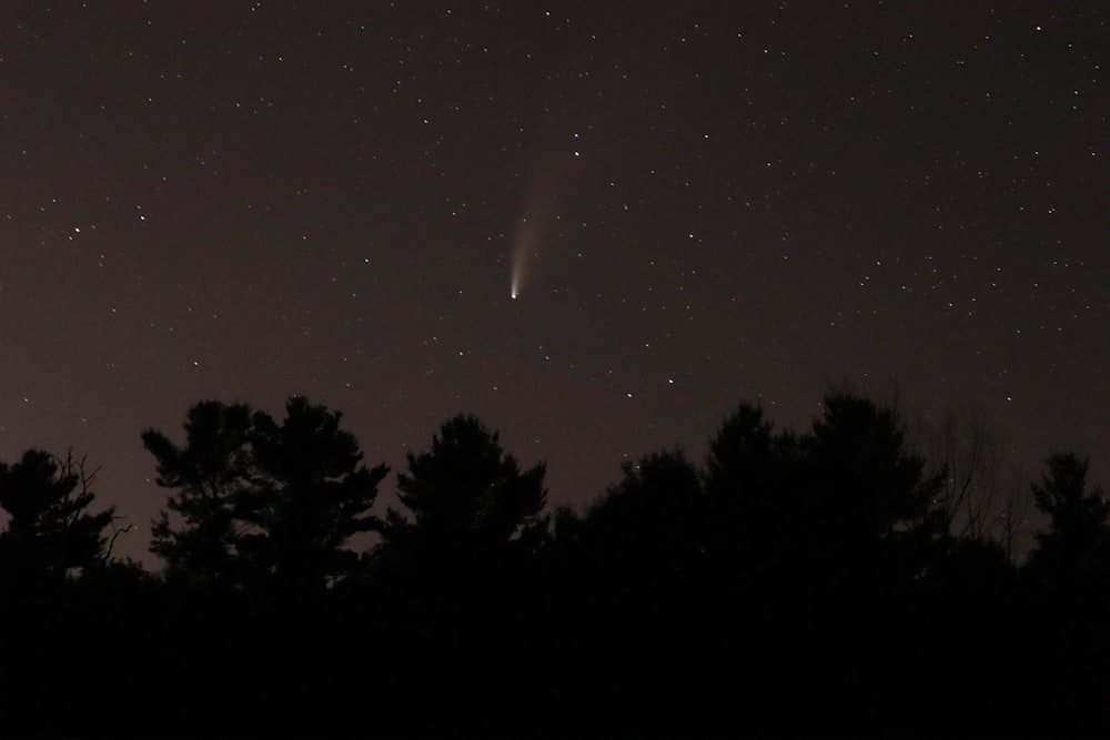 silhueta de árvores sob a noite estrelada