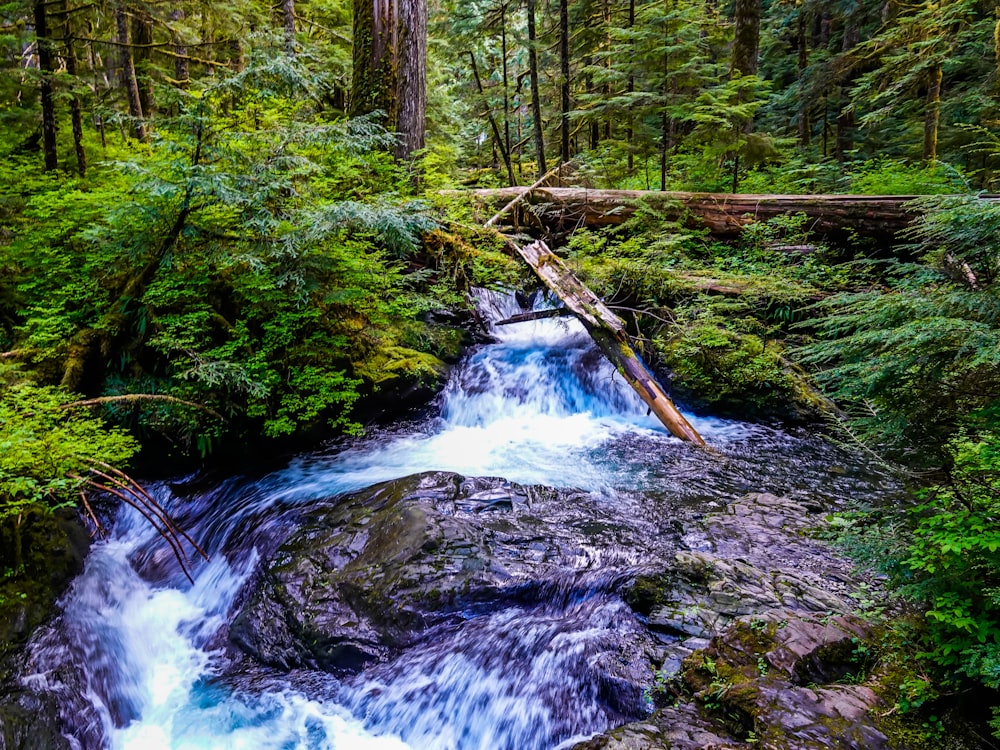 water falls in the middle of forest during daytime