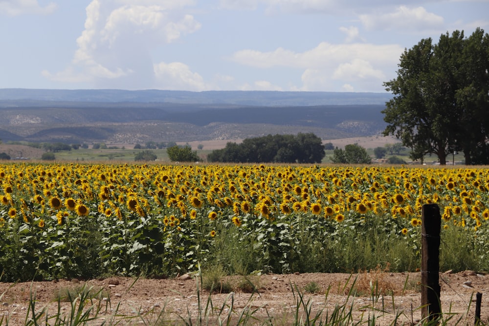 yellow flowers on brown field during daytime