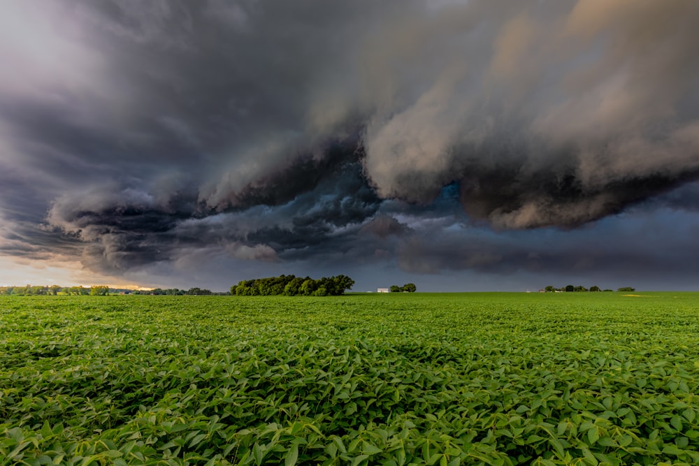 campo de grama verde sob nuvens brancas