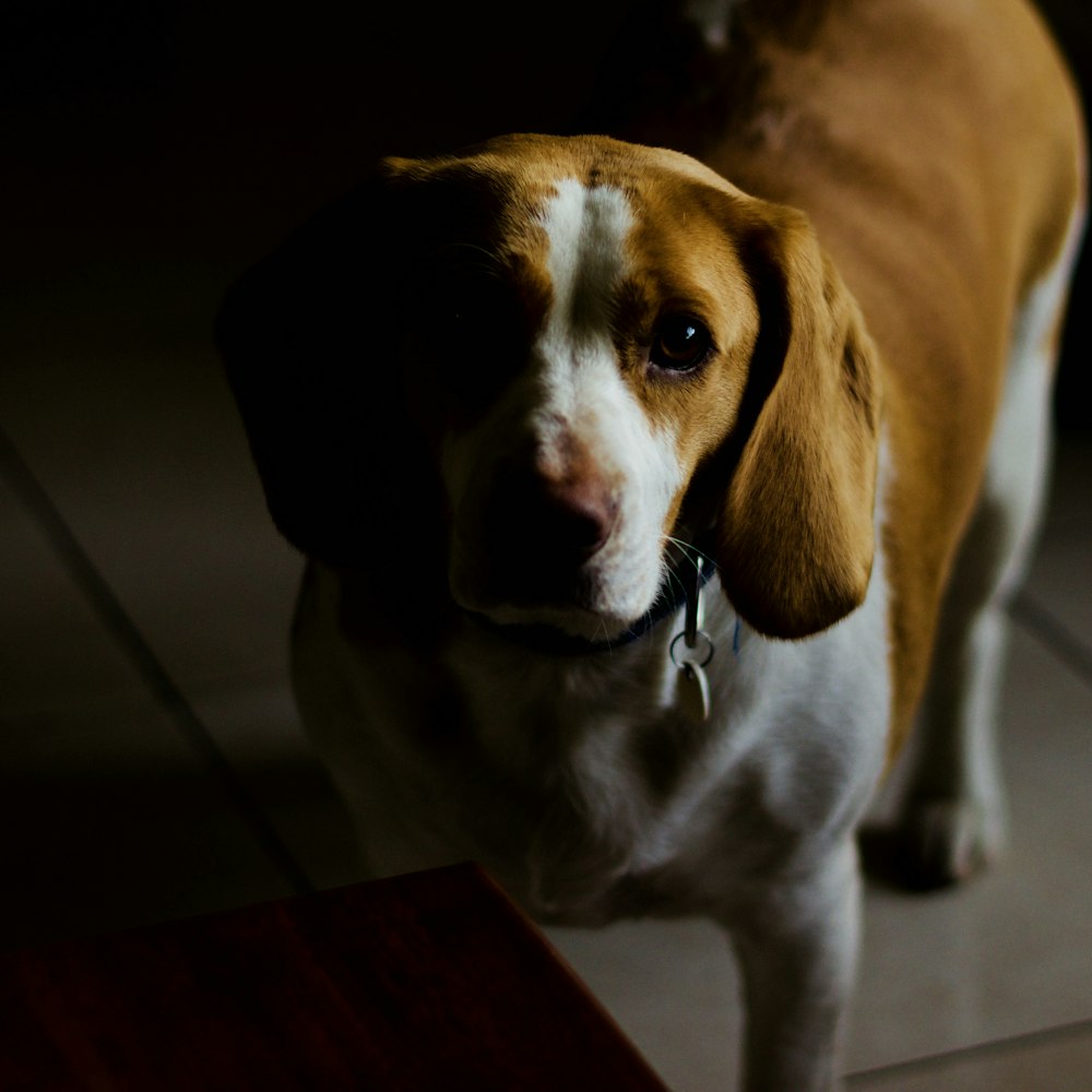 brown and white short coated dog