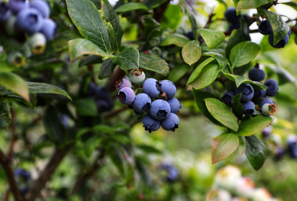 blue berries in tilt shift lens