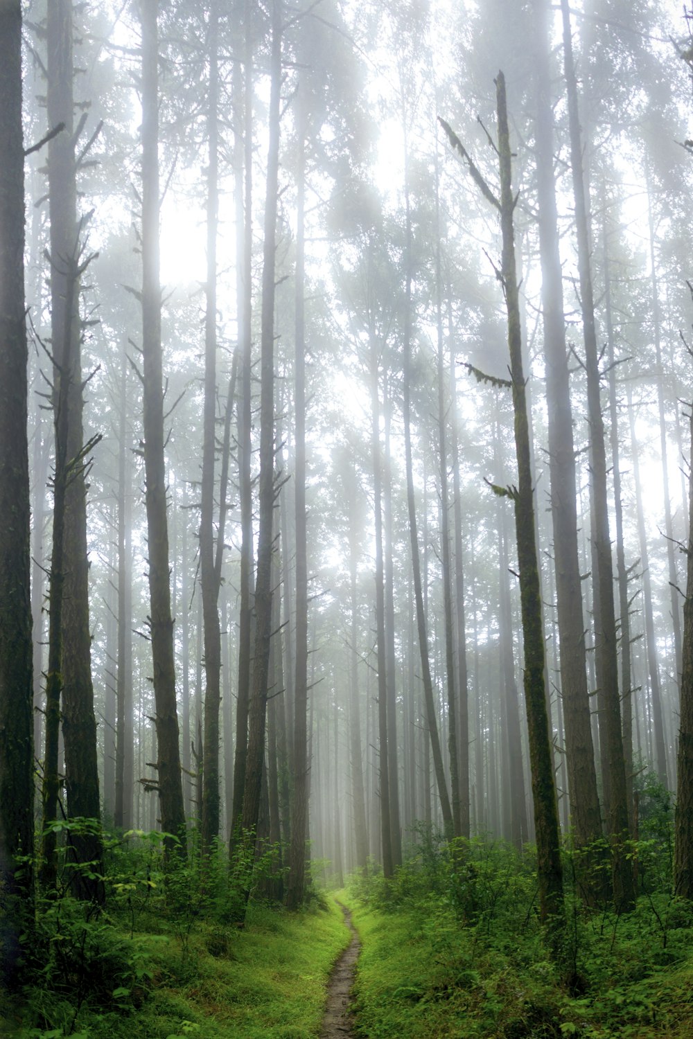 Grüne Bäume im Wald tagsüber