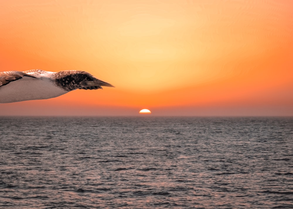 white and black bird flying over the sea during sunset