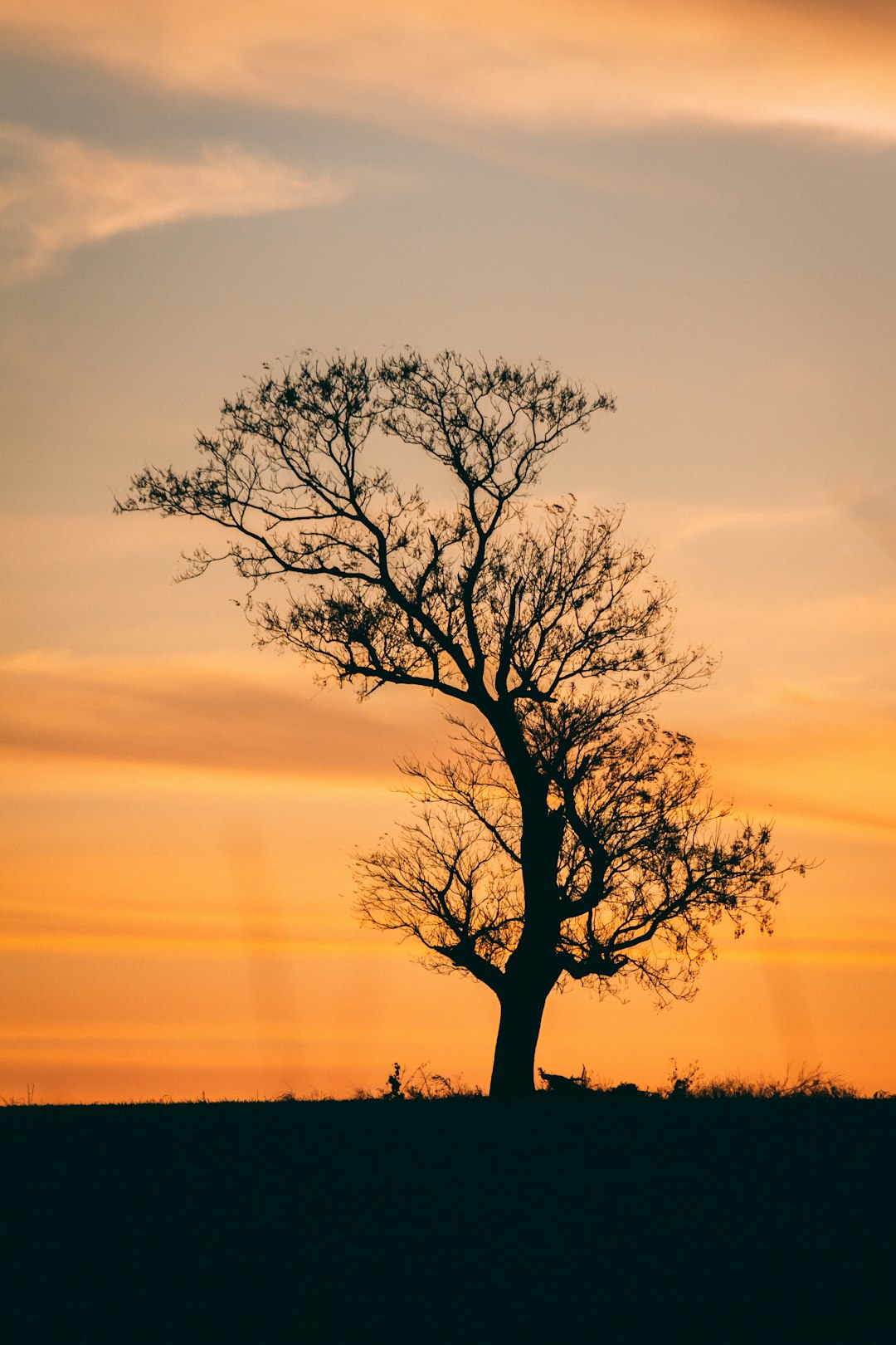leafless tree during golden hour