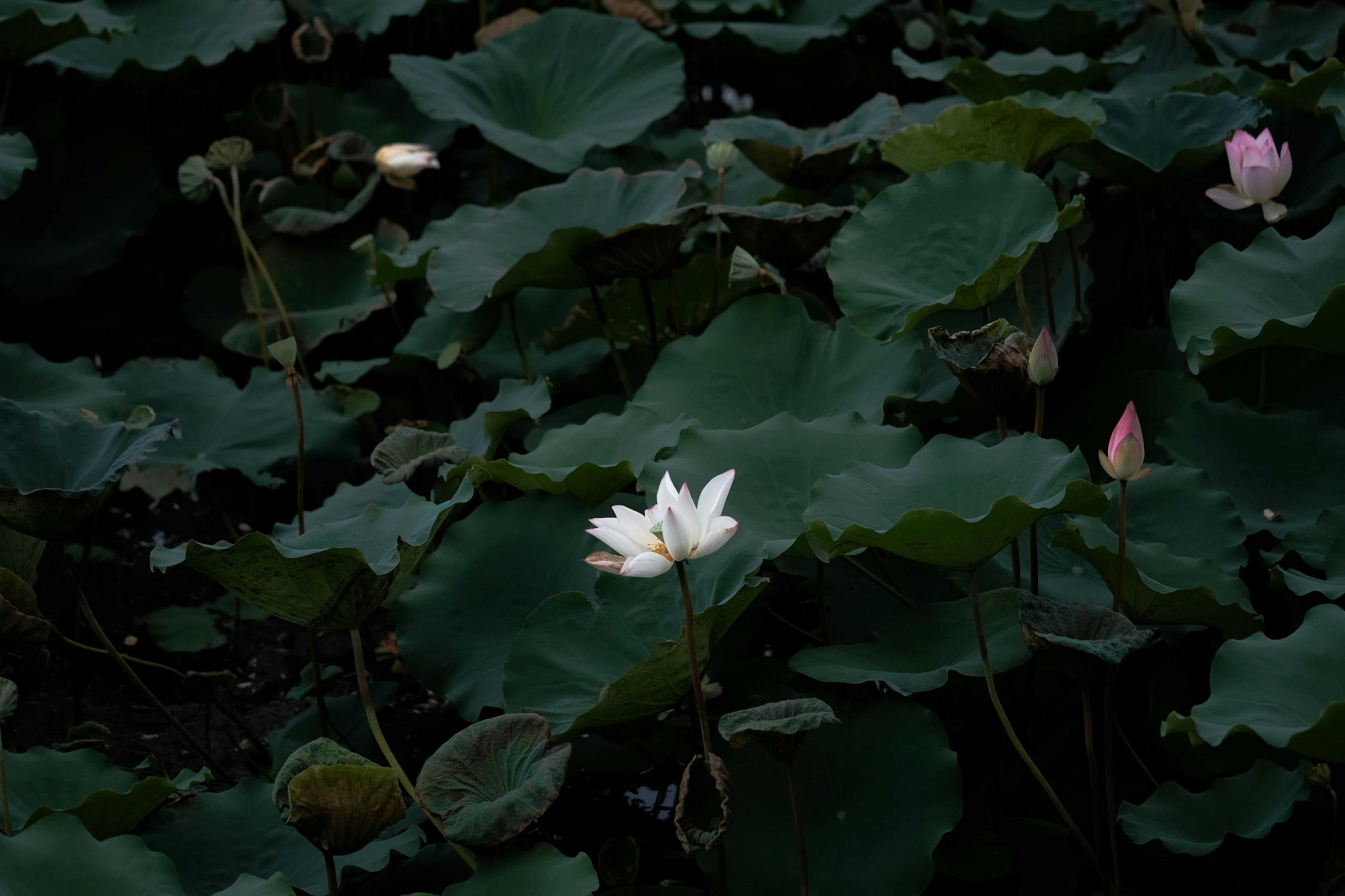 white water lily in bloom during daytime