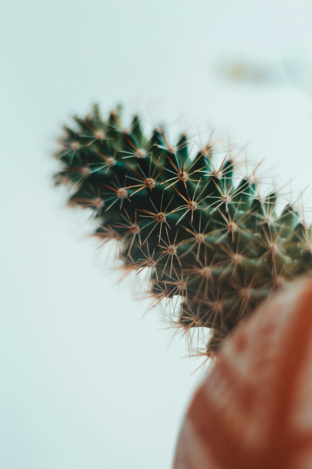 Cactus verde en fotografía de primer plano