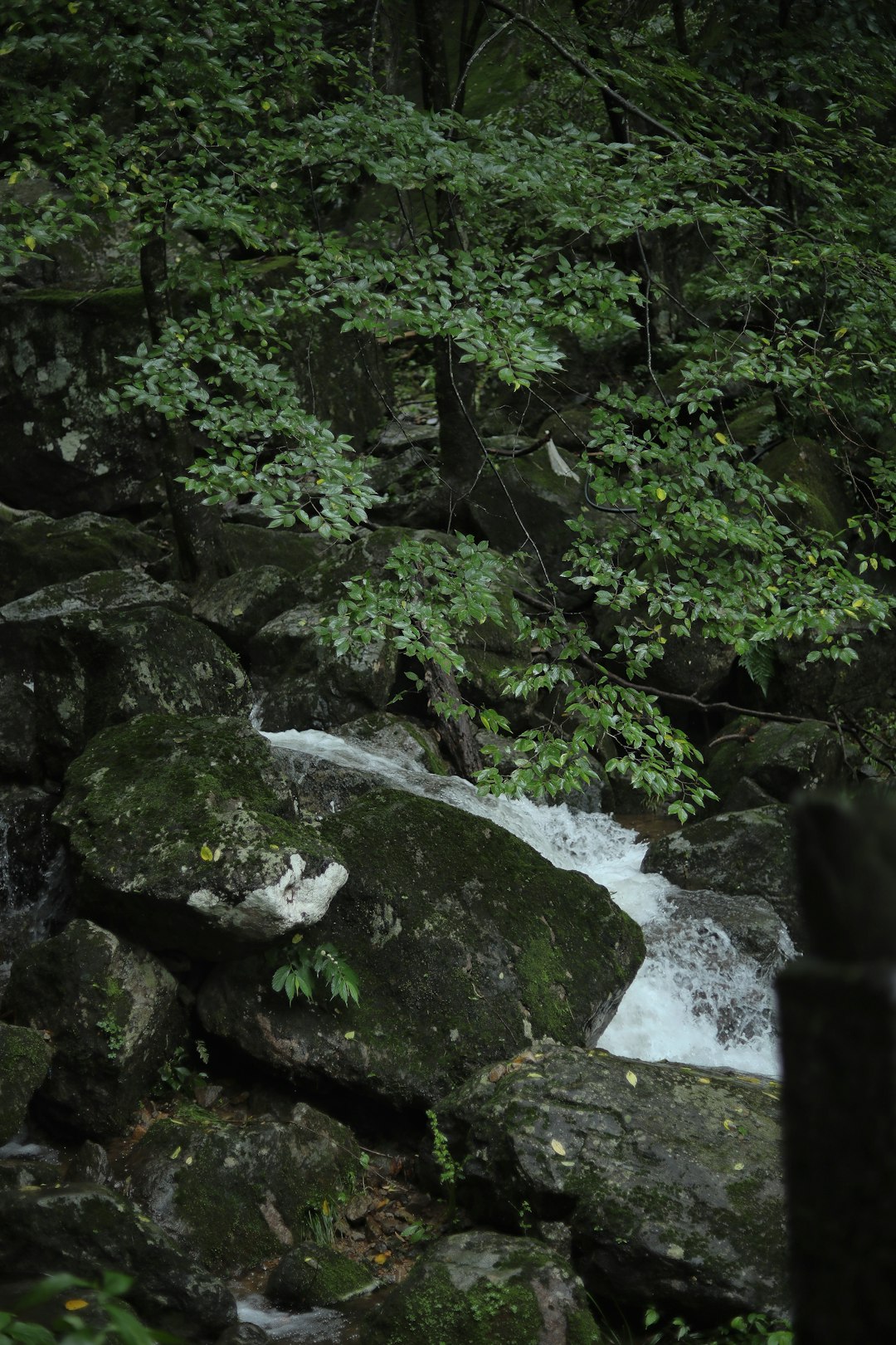 green moss on rocks near river