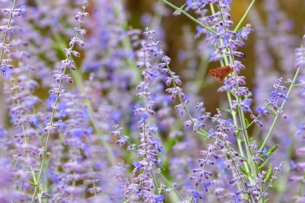 brown butterfly perched on green plant during daytime