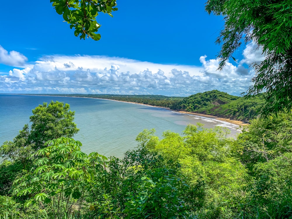 green trees near body of water under blue sky during daytime