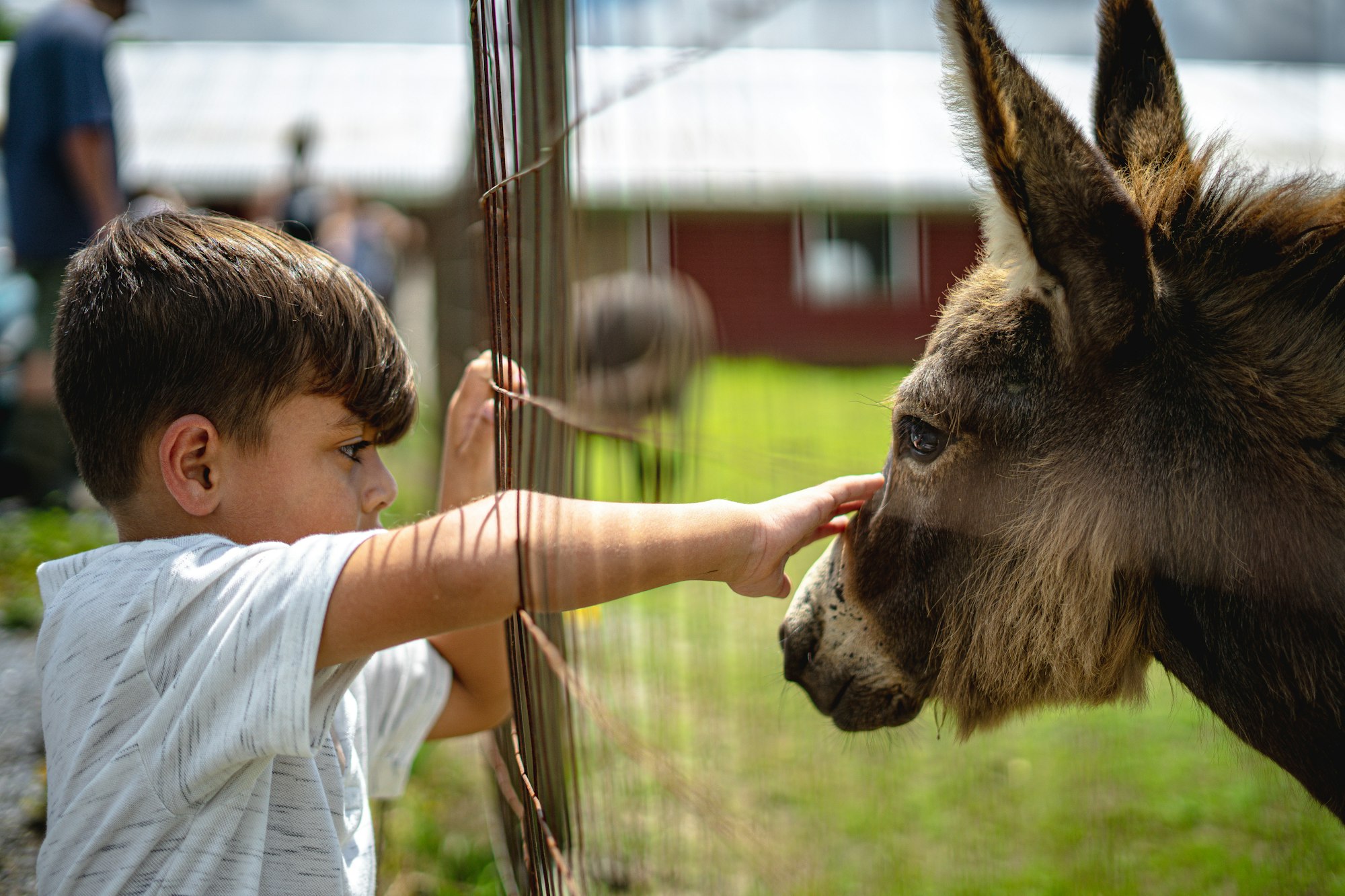 A boy petting a donkey