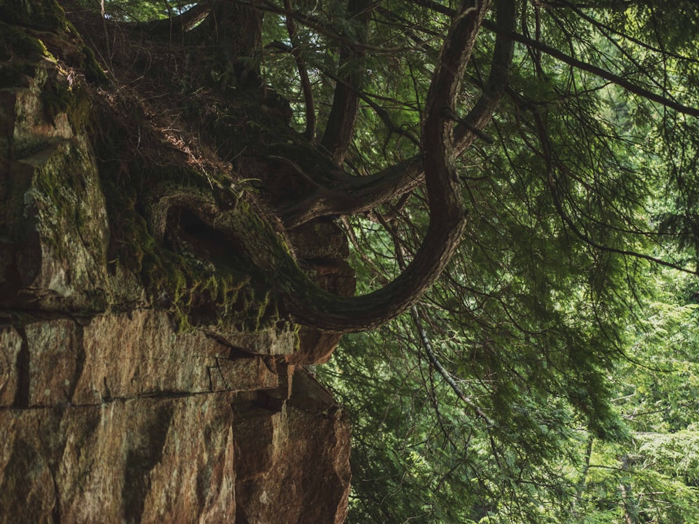 brown tree trunk during daytime