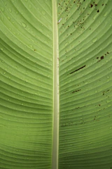 macro photography of green leaf
