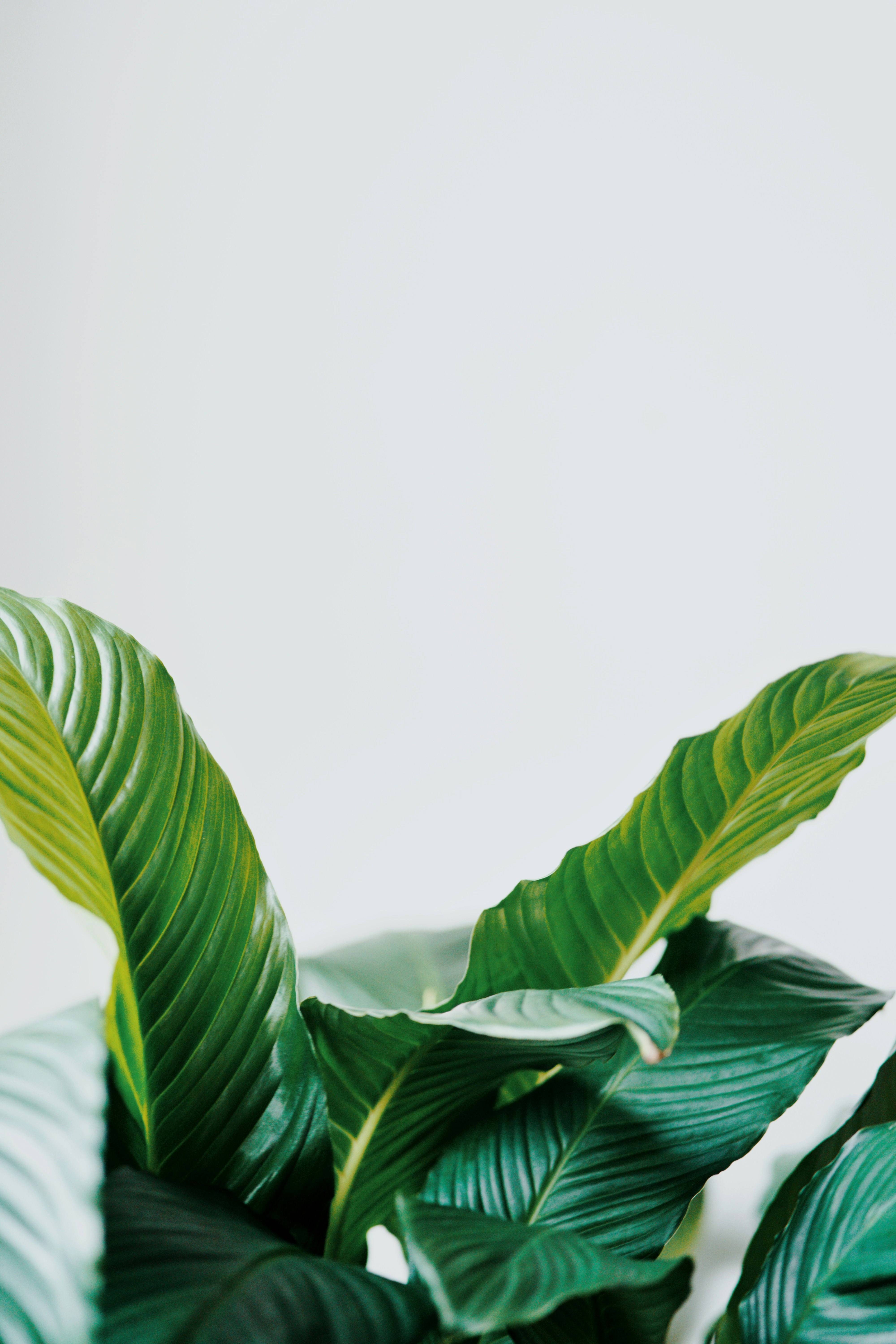 Photo by jsscuhwashere