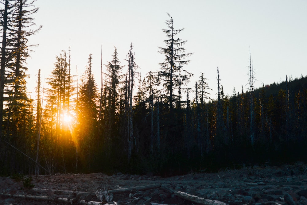 green trees on snow covered ground during sunset