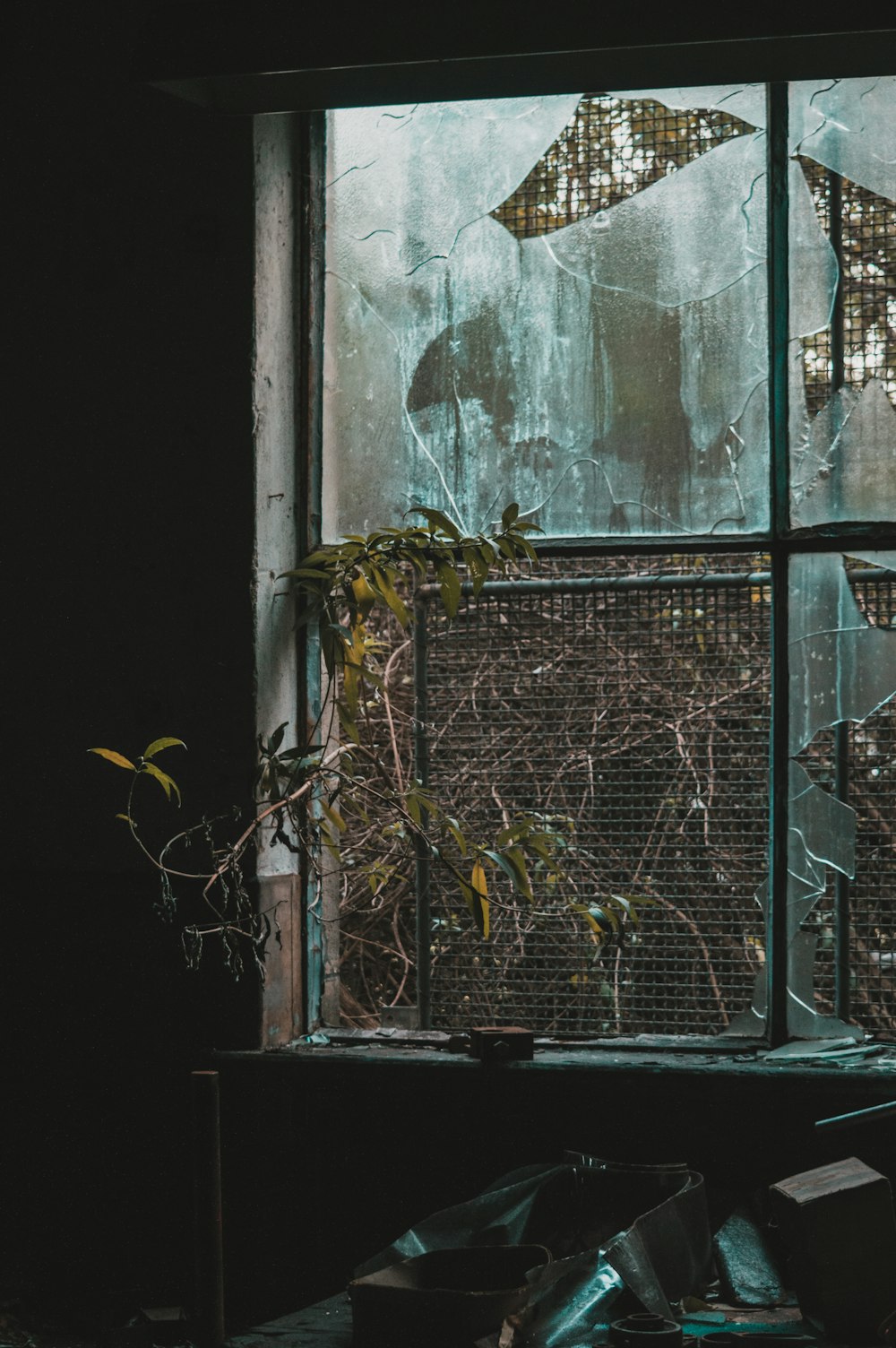 green plant on window during daytime