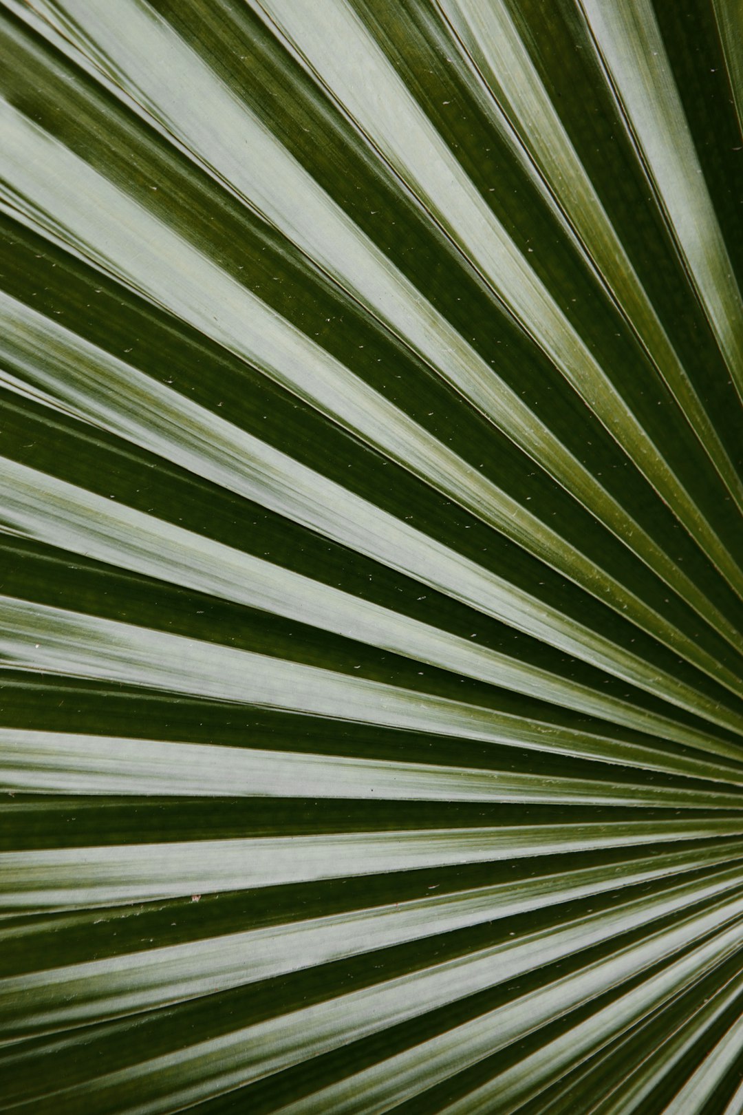 green leaf plant in close up photography