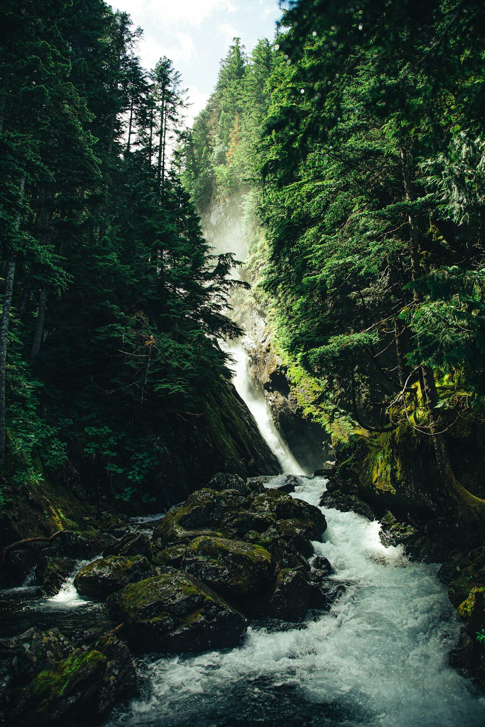 water falls in the middle of the forest