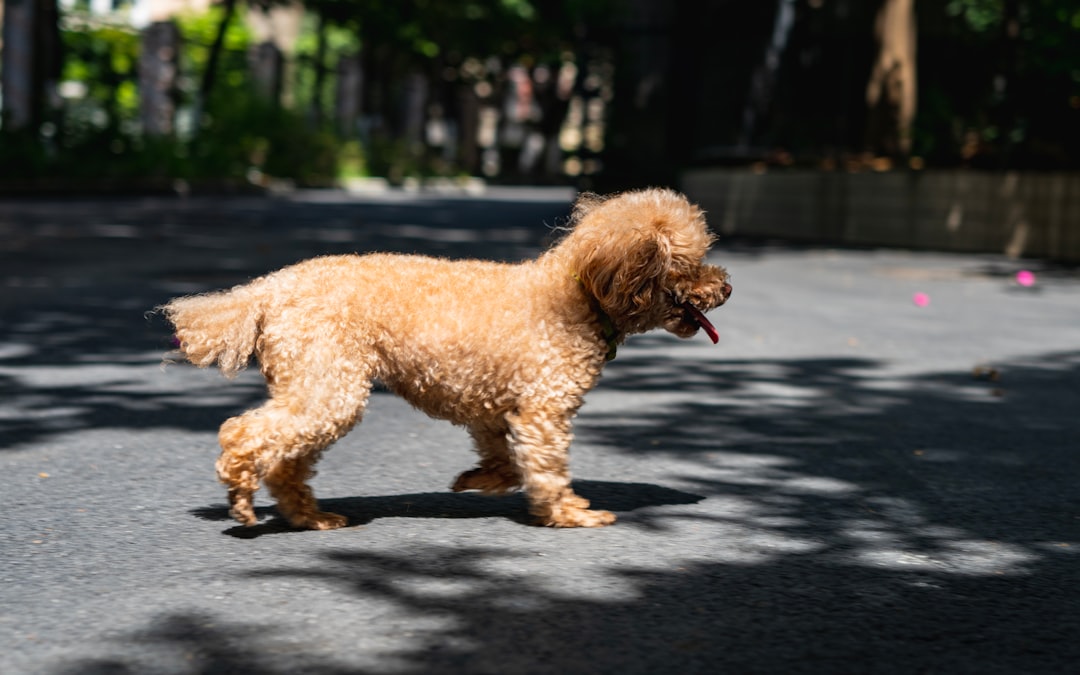 brown poodle on gray asphalt road during daytime