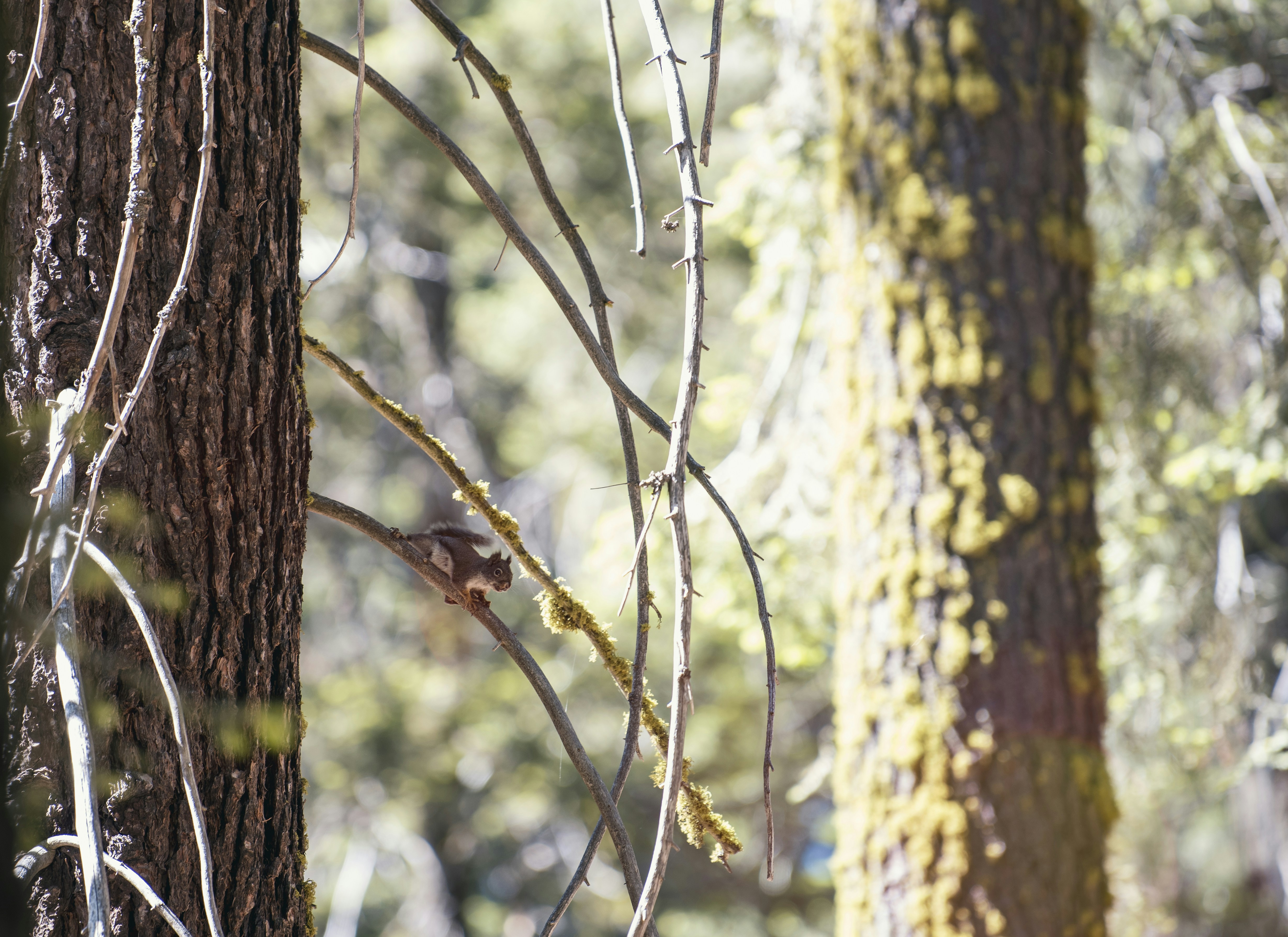 Photo by gabrielrana