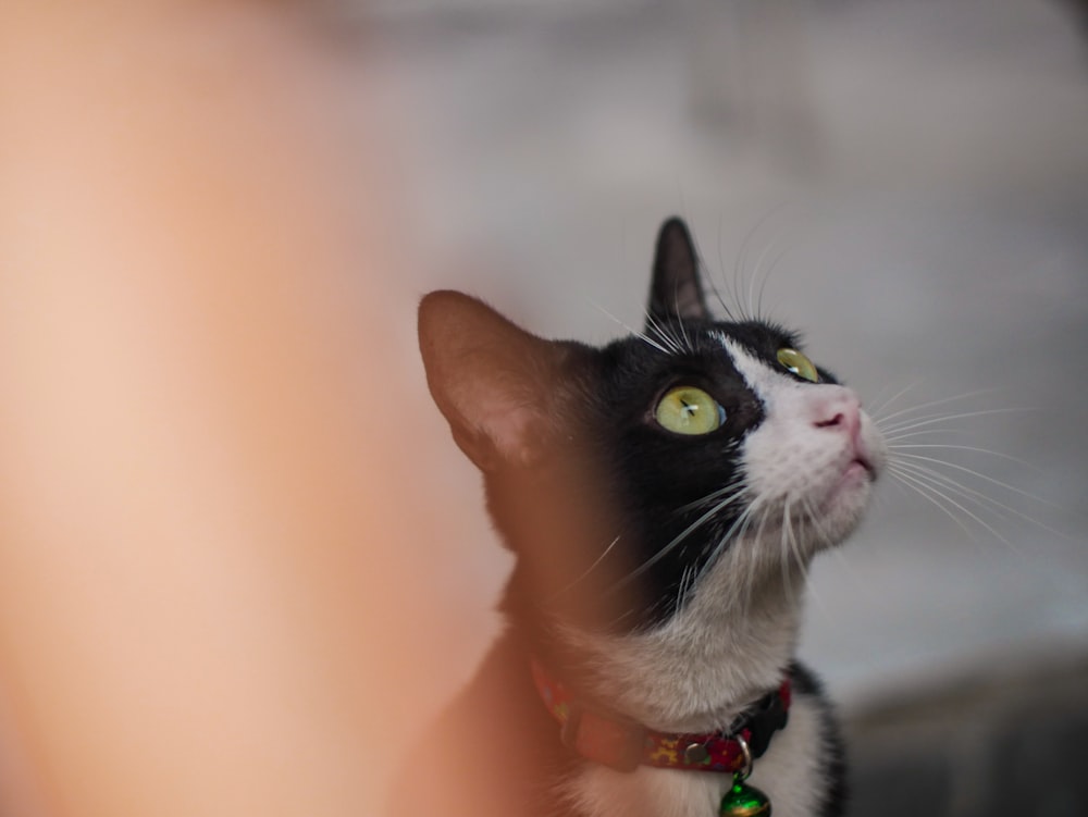 black and white cat with green collar