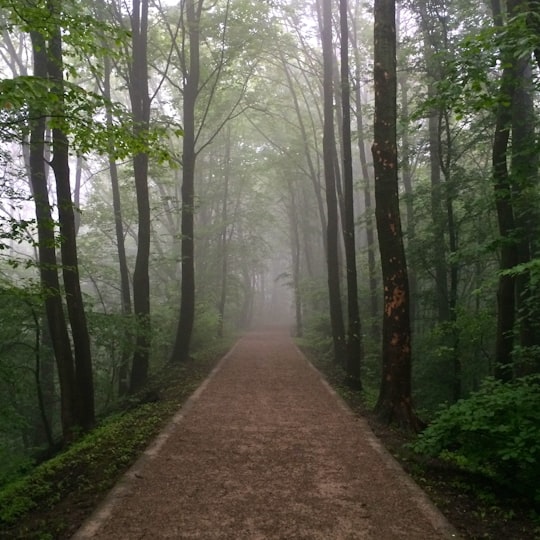 brown pathway between green trees during daytime in Bochum Germany