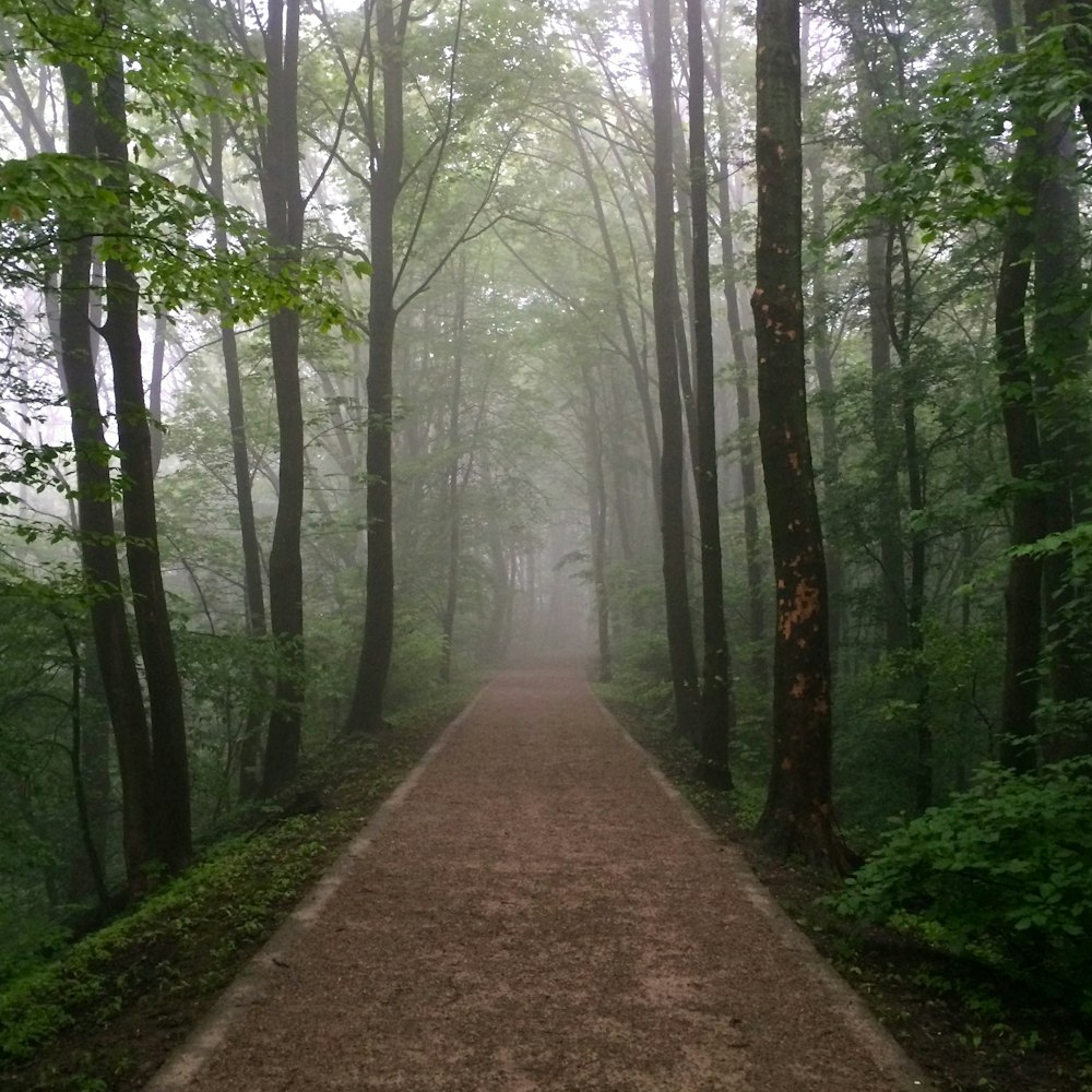 brown pathway between green trees during daytime