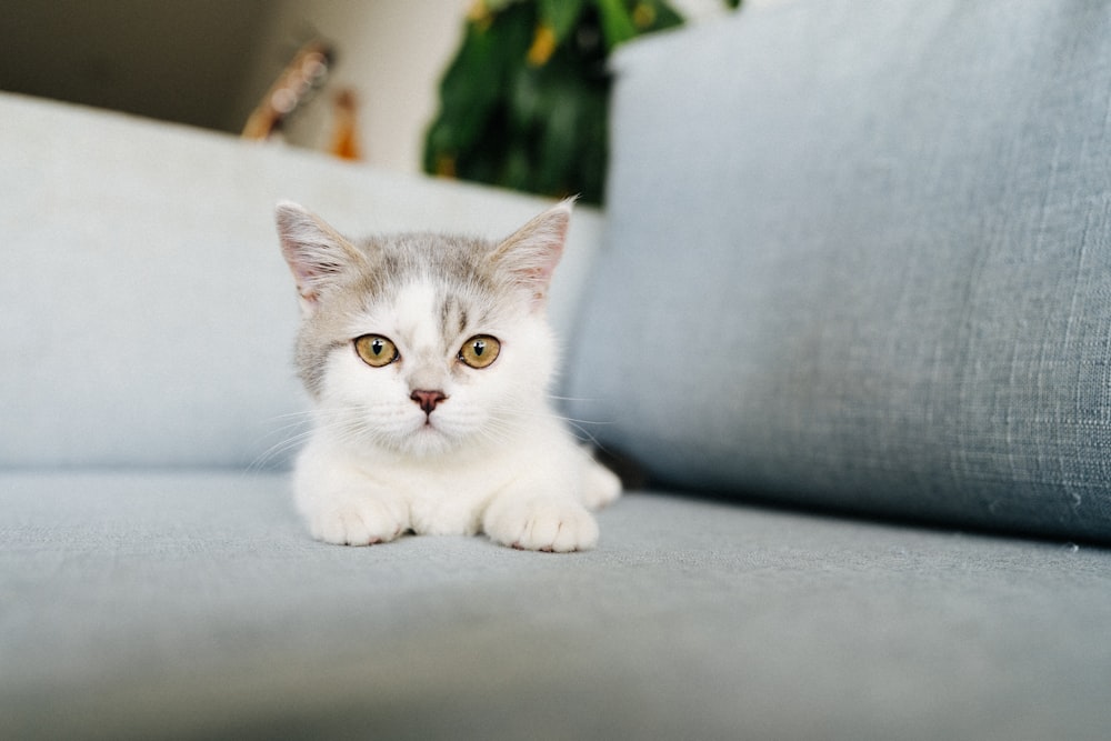 white and gray cat on white table