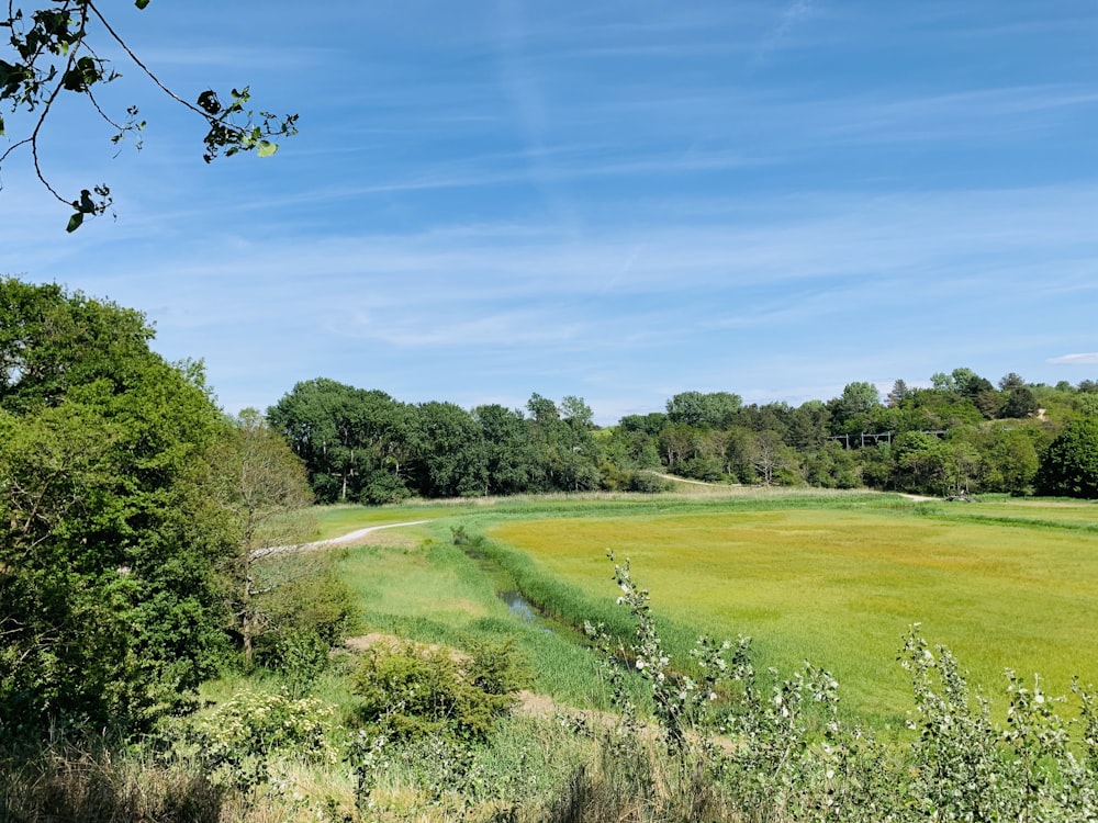 green grass field under blue sky during daytime