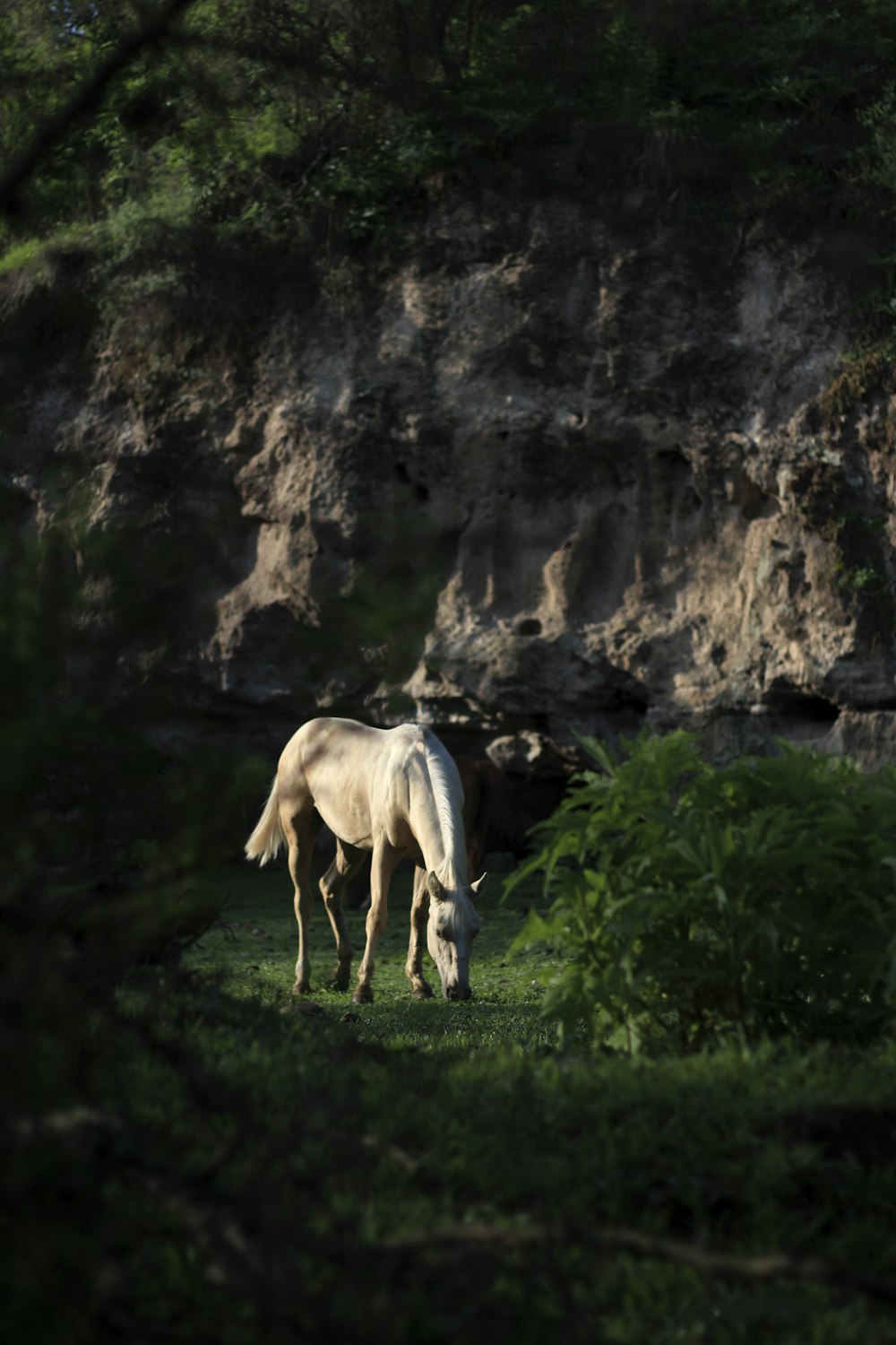 a white horse grazing on a lush green field