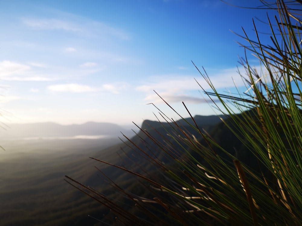 a blurry photo of grass and mountains in the background