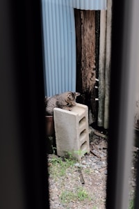 A tabby cat sits on a concrete cinder block, appearing to be cleaning itself in a narrow passage or alleyway. The environment includes gravel, small plants, and various weathered wooden and metal surfaces.