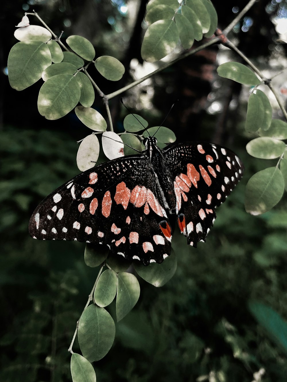 black and white butterfly perched on green leaf plant during daytime