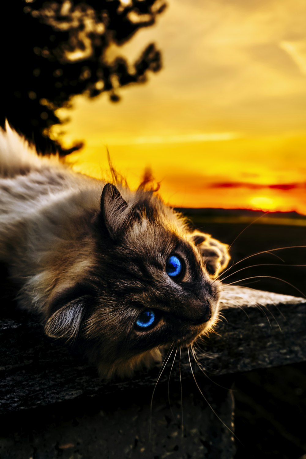 gato branco e preto deitado no tecido preto