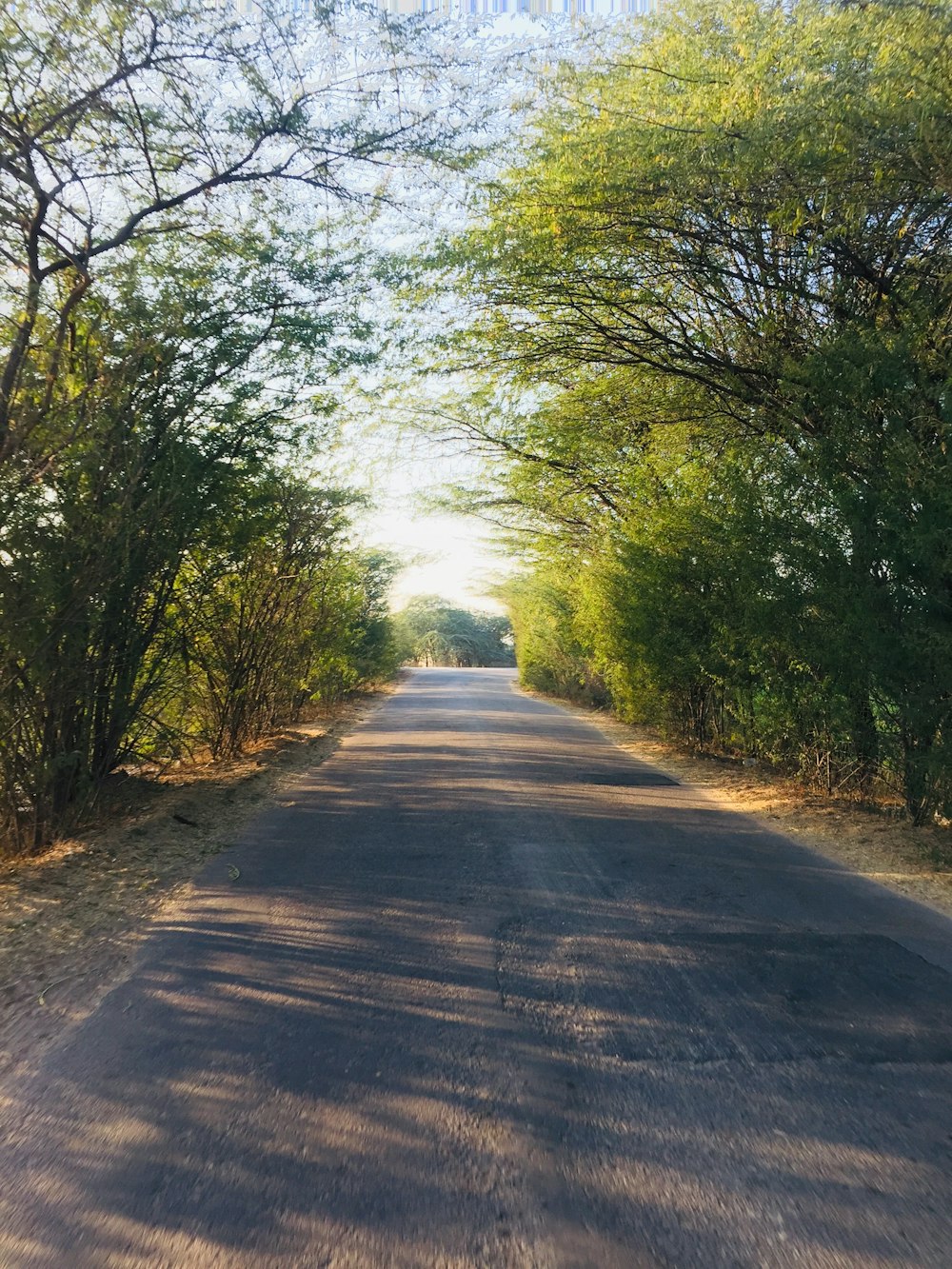 gray concrete road between green trees during daytime