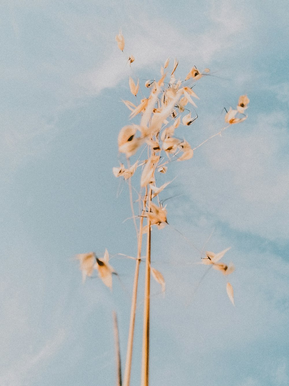 white flower under blue sky during daytime