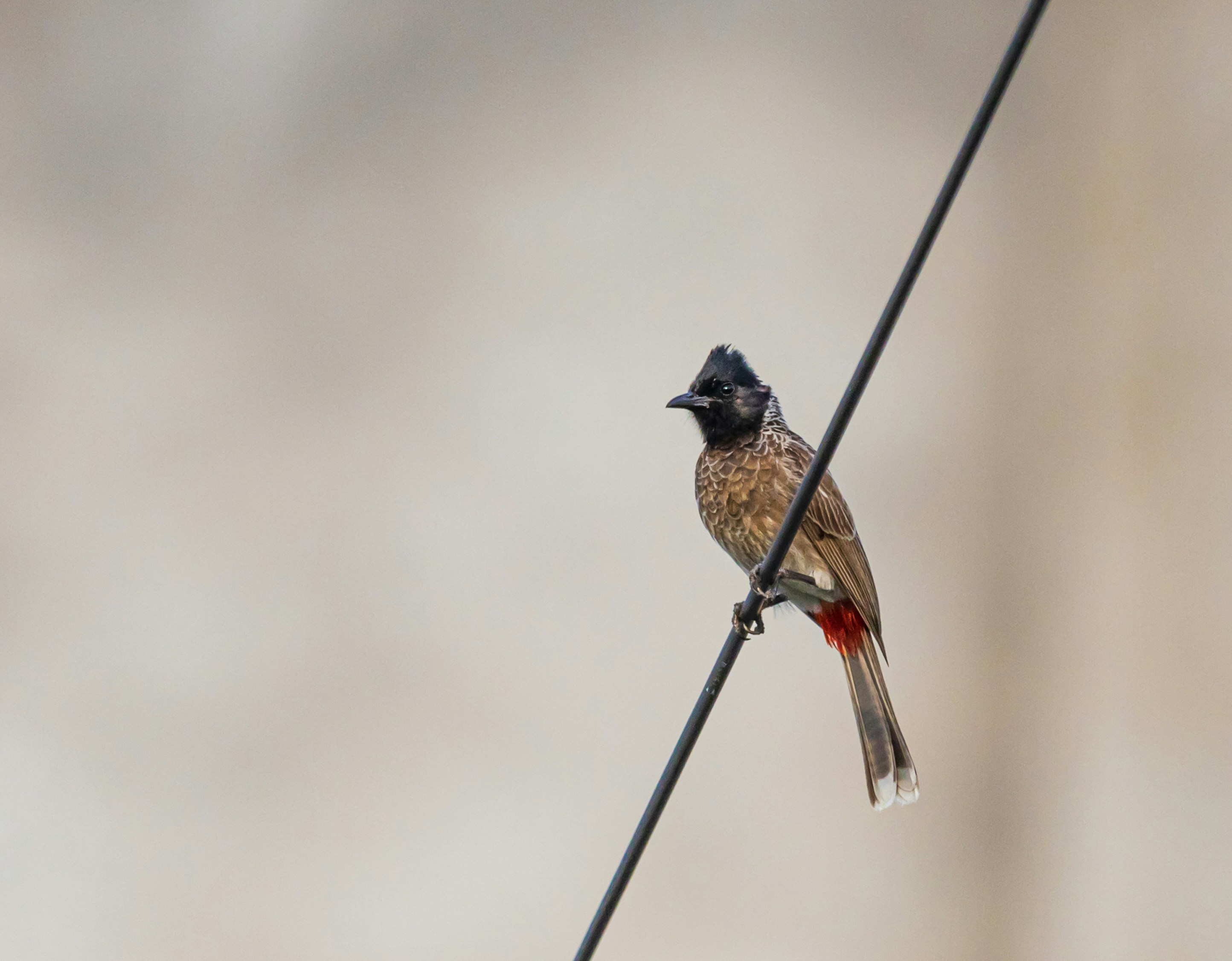 Photo by wildandbeyondbyvivek