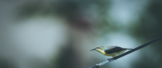 yellow and black bird on brown tree branch in Gandhinagar India