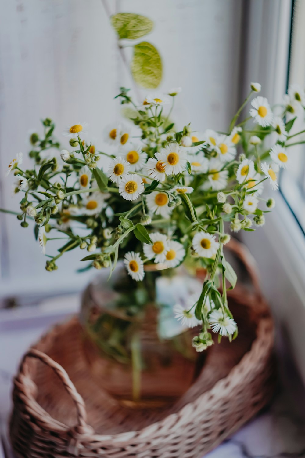 weiße und gelbe Blüten im braunen Tontopf