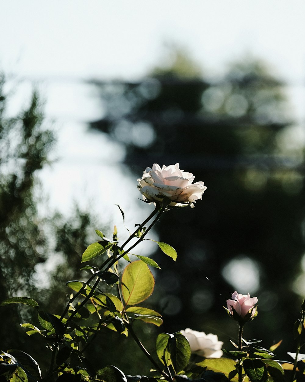 pink rose in bloom during daytime