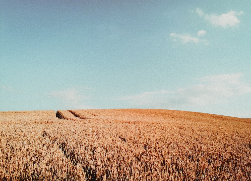 brown grass field under blue sky during daytime