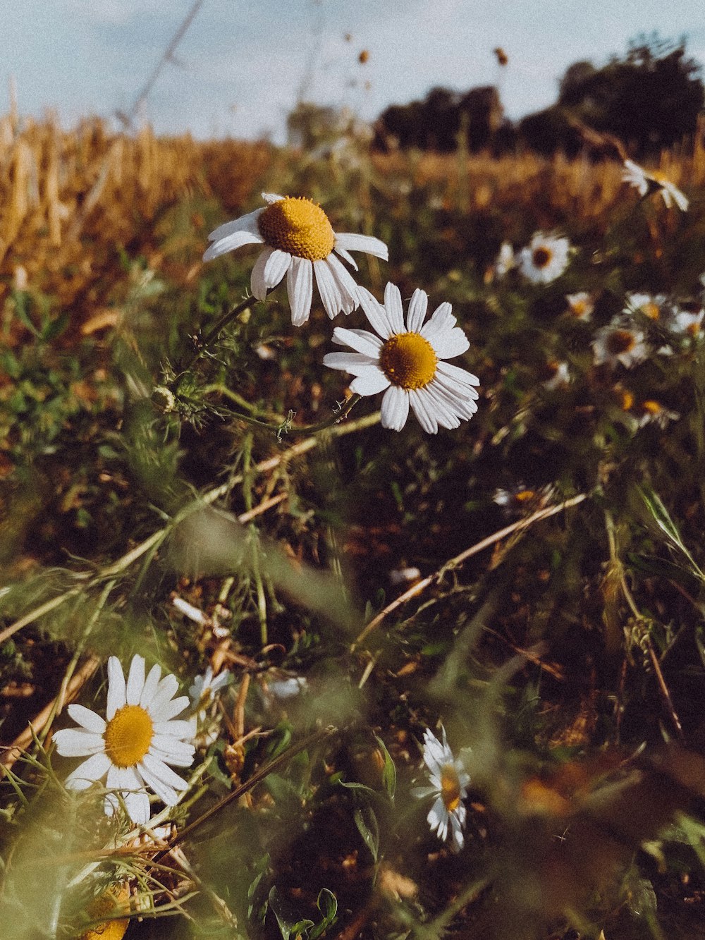 white daisy flowers in bloom during daytime