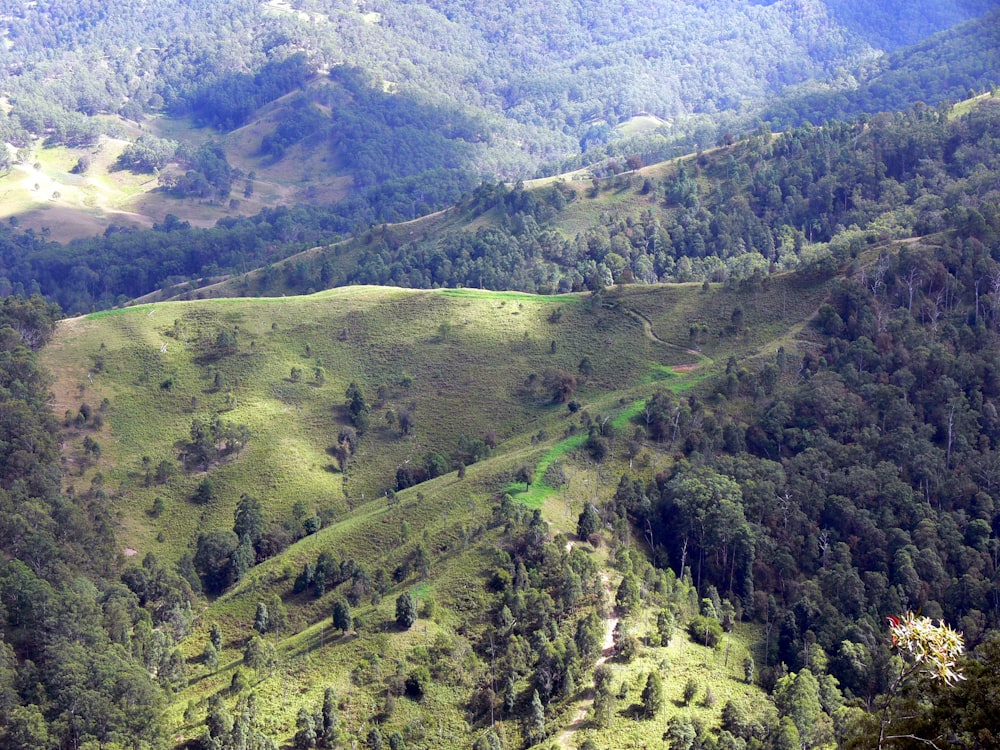 green trees on mountain during daytime