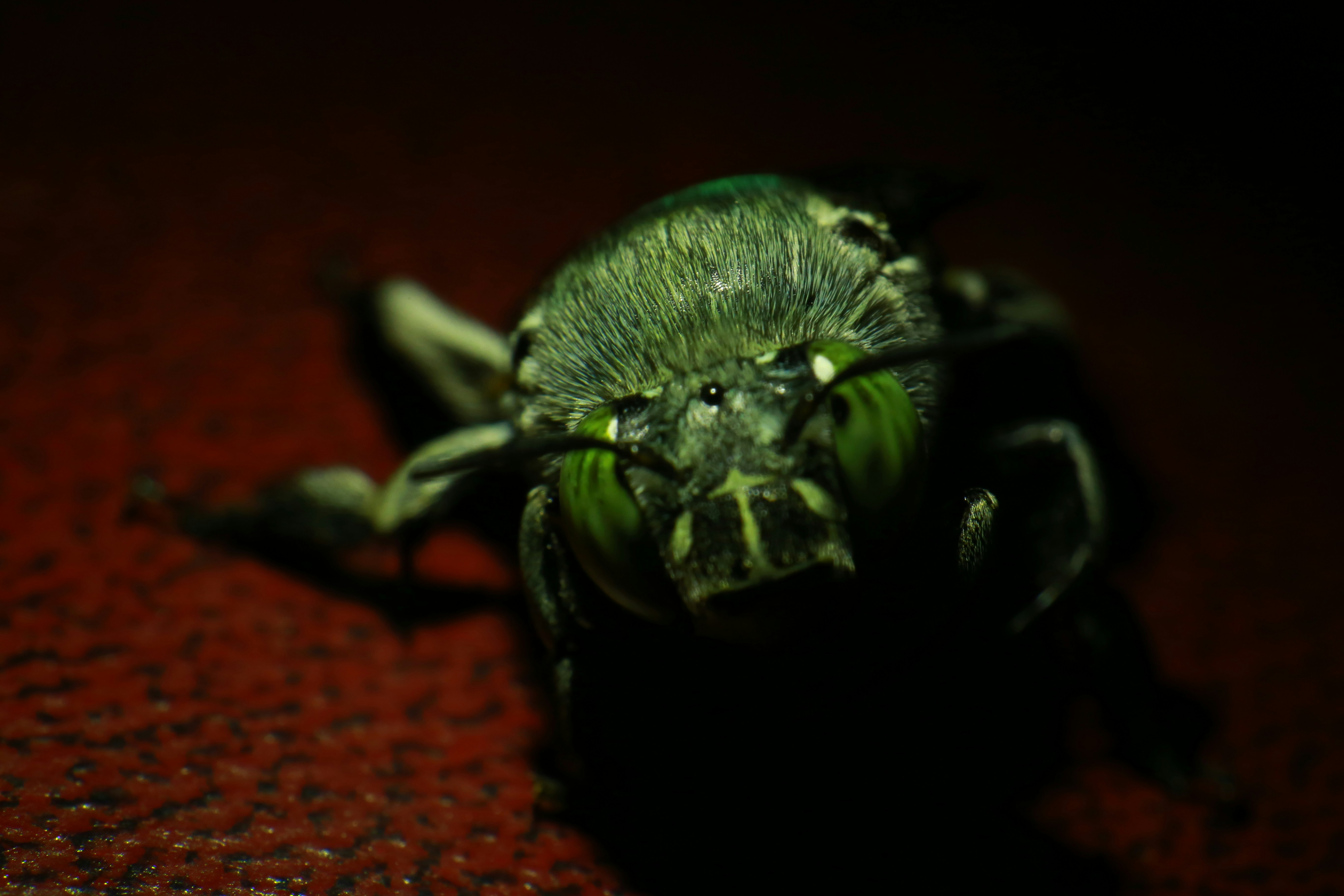 green and black beetle on red textile (Photo by wilsan u on Unsplash)