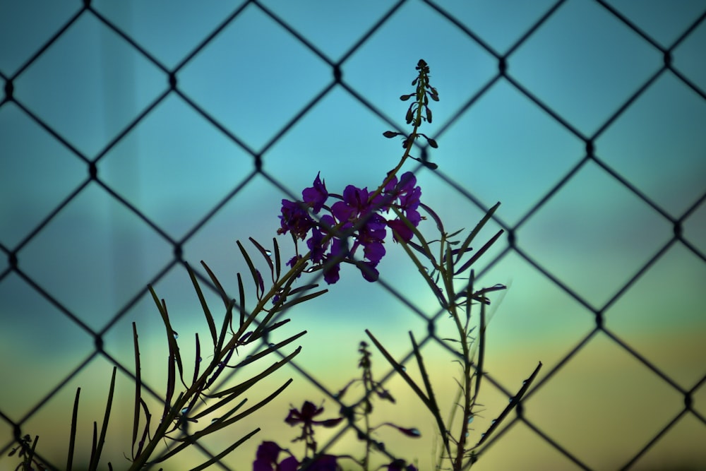 red flowers in front of black steel fence