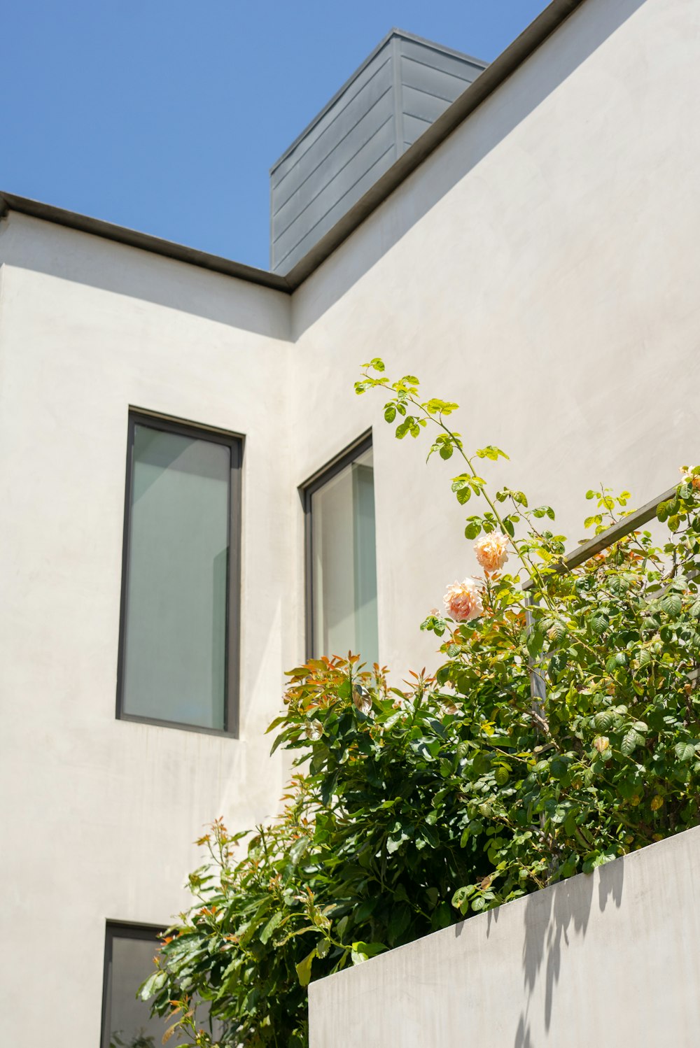 green plant in front of white concrete building