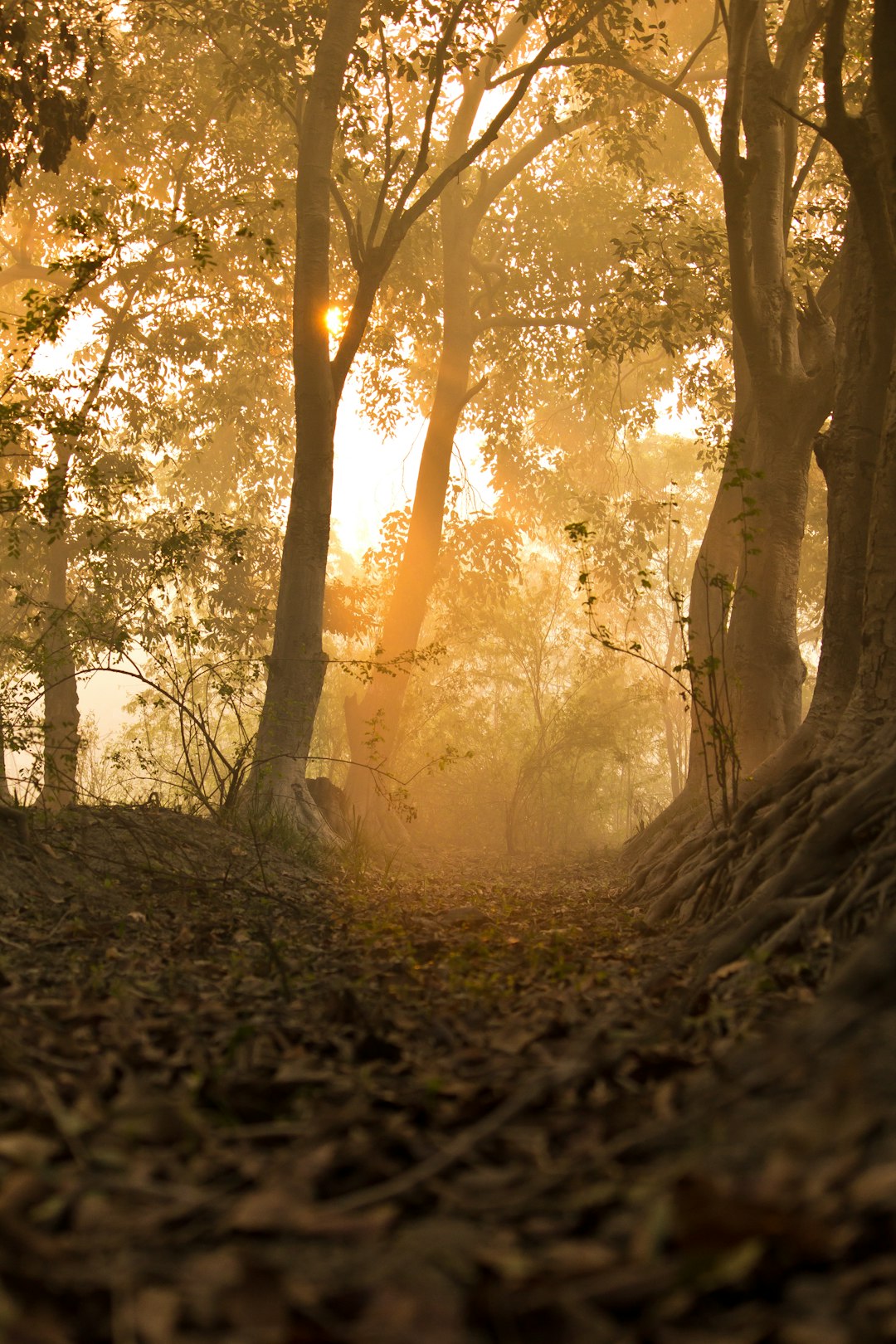 Forest photo spot Surajpur Bird Sanctury Bulandshahr