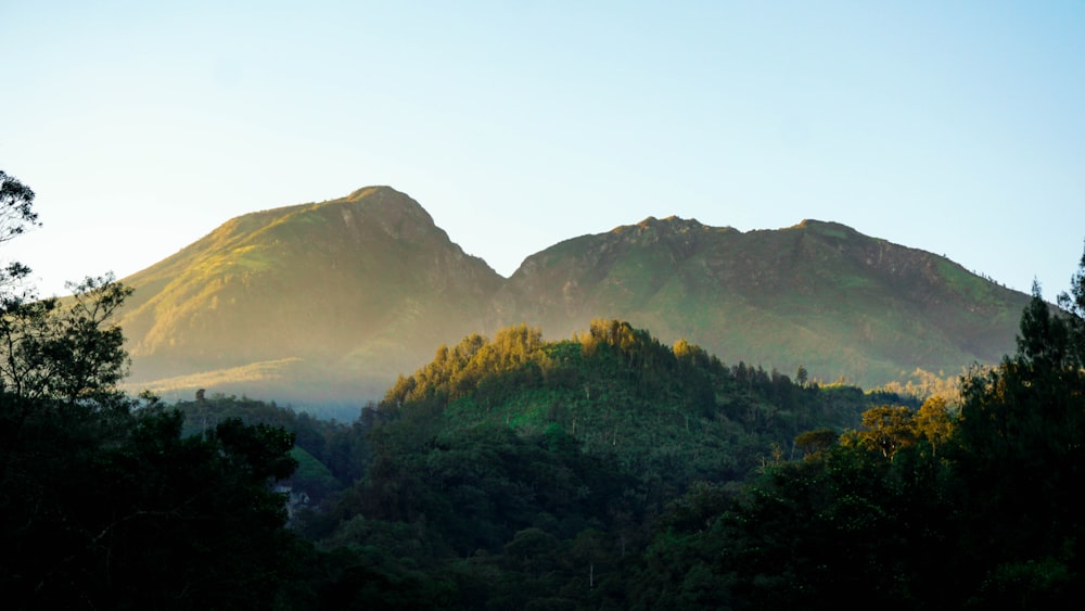 árvores verdes na montanha durante o dia