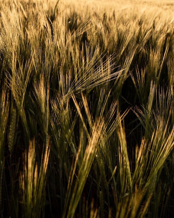 Green wheat field during daytime