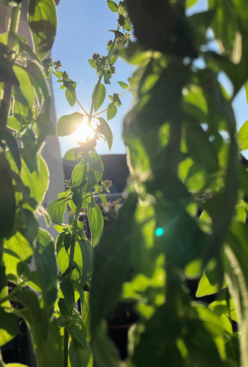 green leaves with sun rays